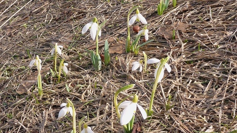 08-P1240134 -- <i>Galanthus nivalis</i>