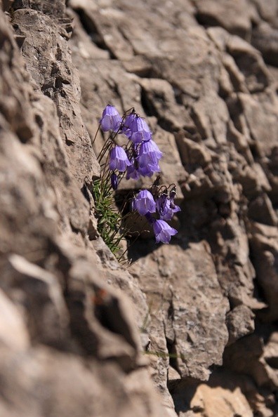 09-IMG 6524 -- <i>Campanula tatrae</i>