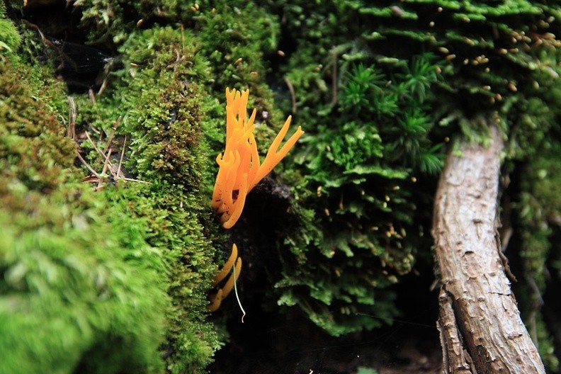 34-IMG 6600 -- <i>Calocera viscosa</i> albo... pięknoróg największy