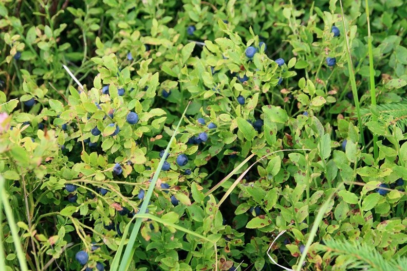 17-IMG 7176 -- <i>Vaccinium myrtillus</i>