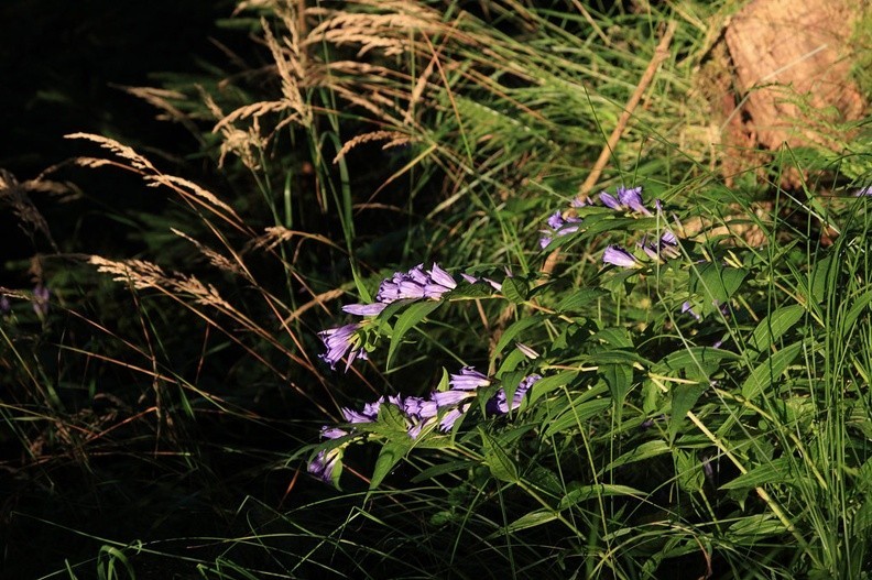 26-IMG 7228 -- <i>Gentiana asclepiadea</i>