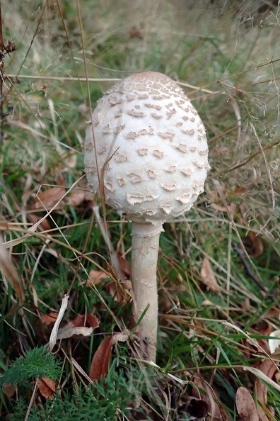 11-PA010183 -- Znalezisko Anny, prawdopodobnie: młoda <i>Macrolepiota procera</i>
– uwaga, grzyb oznaczony niefachowo!