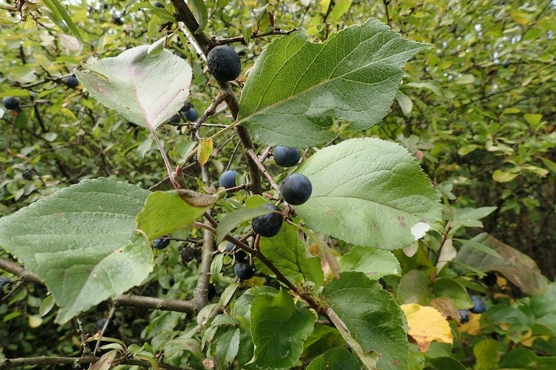 17-PA090453 -- <i>Prunus spinosa</i>