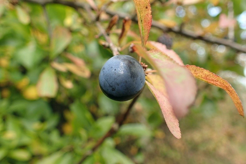 18-PA090457 -- <i>Prunus spinosa</i> / 2