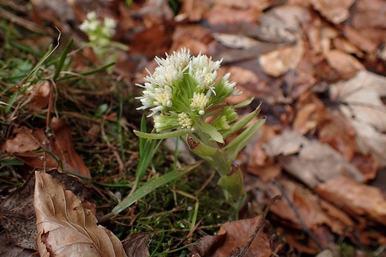16-P3190205 -- <i>Petasites albus</i>