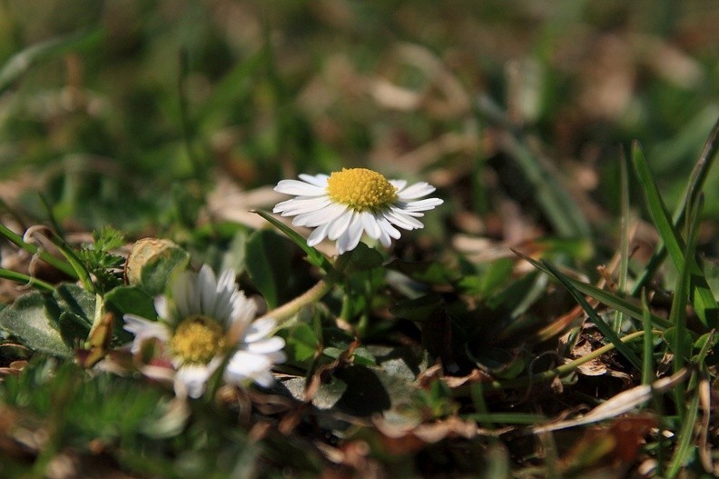 012-IMG 7909 -- <i>Bellis perennis</i>