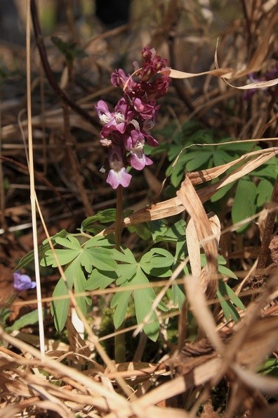 015-IMG 7921 -- <i>Corydalis cava</i>