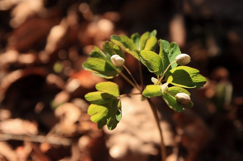 021-IMG 7947 -- <i>Isopyrum thalictroides</i>