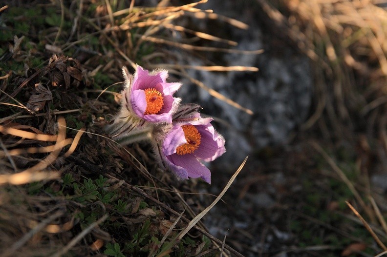 060-IMG 8064 -- <i>Pulsatilla slavica</i> – sasankowe szaleństwo c.d.