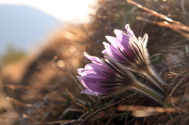 062-IMG 8071 -- Pragnienie wiosny
(<i>Pulsatilla slavica</i>)