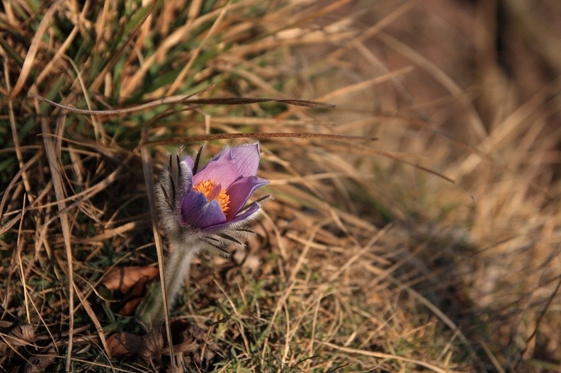 080-IMG 8108 -- <i>Pulsatilla slavica</i> – raz jeszcze