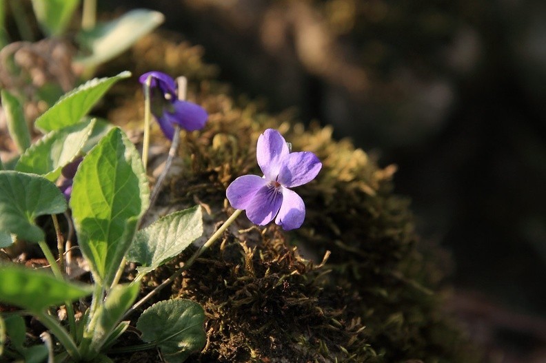 43-IMG 8357 -- <i>Viola silvestris</i>