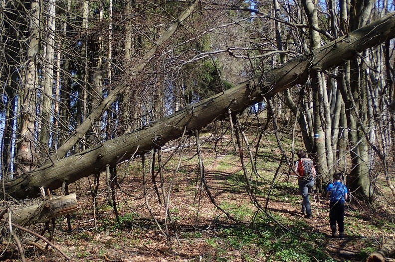 15-P5010331 -- Szlak z przeszkodami