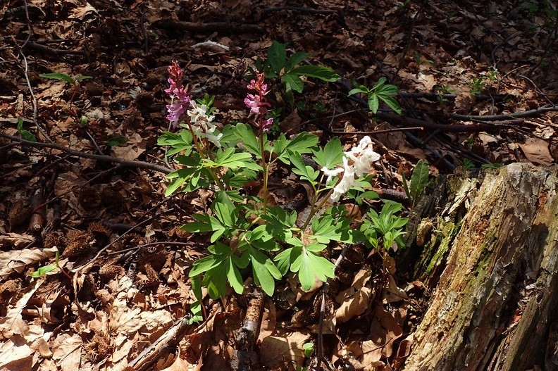 16-P5010335 -- <i>Corydalis</i>