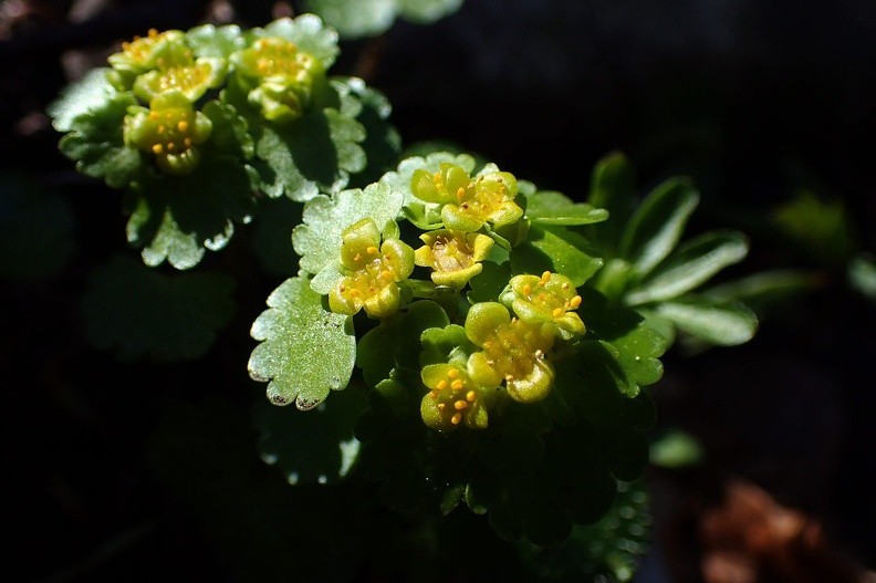28-P5010375 -- <i>Chrysosplenium alternifolium</i>