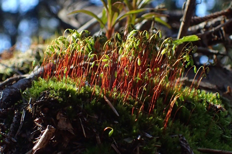 27-P5010368 -- <i>Bryum capillare</i>
