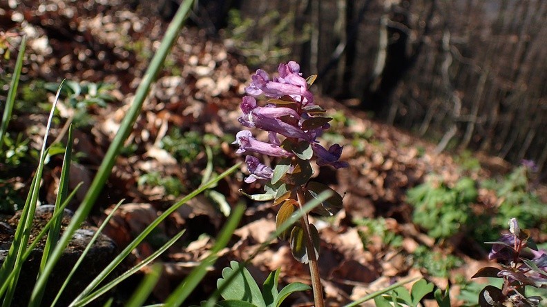 37-P5010435 -- <i>Corydalis</i>