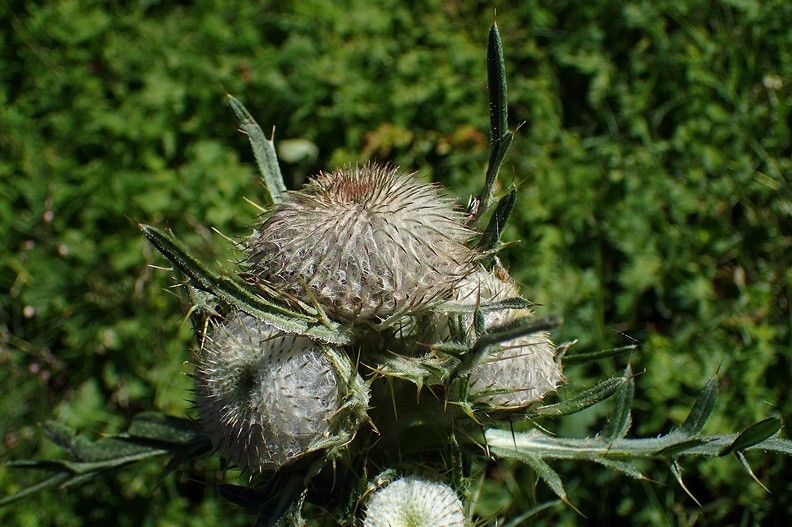 11-P7120487 -- <i>Cirsium eriophorum</i>