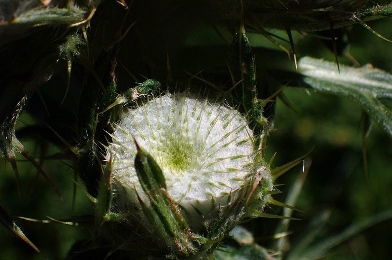12-P7120484 -- <i>Cirsium eriophorum</i> / 2