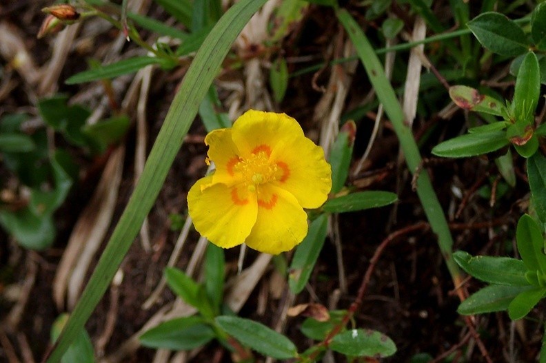 17-P7120497 -- <i>Helianthemum nummularium</i> (subsp. <i>grandiflorum</i>) – nadgryzione przez ślimaka, lecz jakże cenne znalezisko.
W Polsce posłonka rozesłanego spotkamy tylko w Tatrach