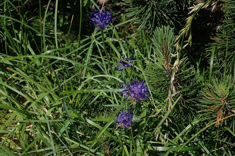 19-P7120500 -- <i>Phyteuma orbiculare</i>