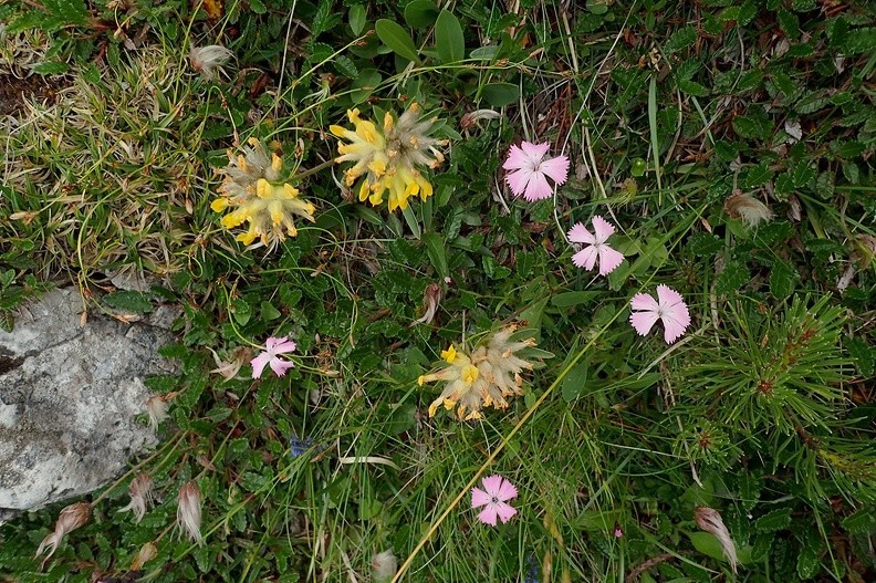 20-P7120505 -- <i>Anthyllis vulneraria</i> – żółte, kuliste kwiaty. <i>Dianthus nitidus</i> – endemiczny goździk w kolorze fioletowym.
<i>Dryas octopetala</i> – niepozorny rarytas, czyli relikt polodowcowy; tu widzimy jego skórzaste, podobne
do dębowych listki (stąd pierwszy człon polskiej nazwy: dębik) oraz puszyste otoczki nasion