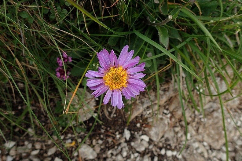 22-P7120510 -- <i>Aster alpinus</i>