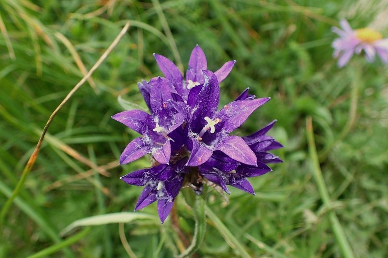 35-P7120556 -- <i>Campanula glomerata</i>