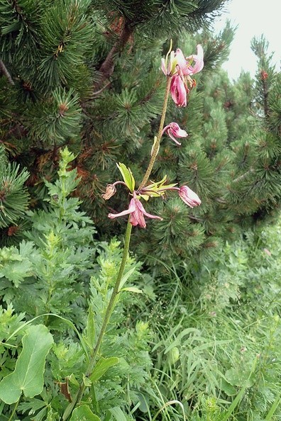 38-P7120564 -- <i>Lilium martagon</i>