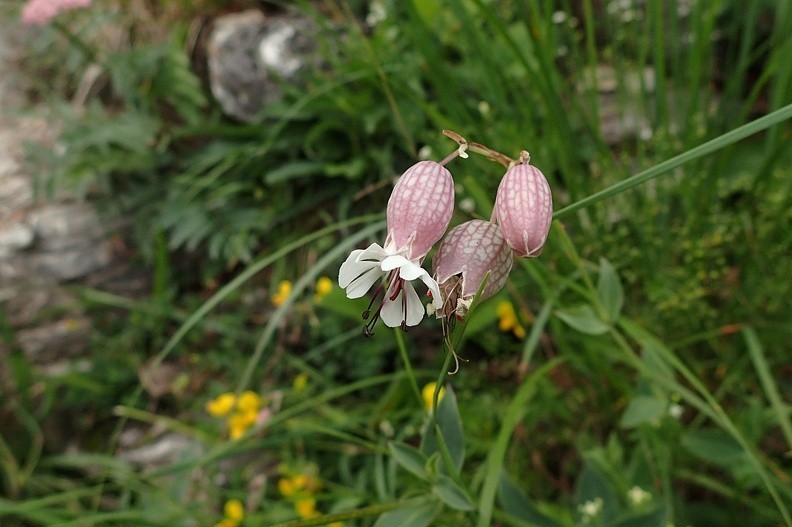 40-P7120566 -- <i>Silene vulgaris</i>