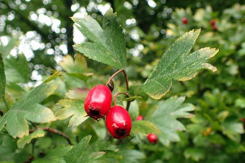 10-P9240196 -- <i>Crataegus</i>