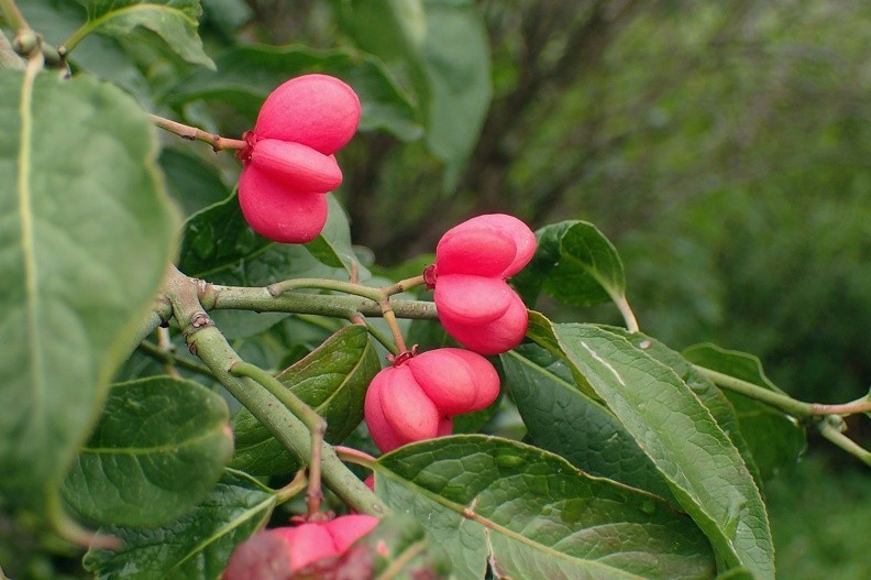 11-P9240198 -- <i>Euonymus europaeus</i>
(Uwaga! Roślina jest trująca)