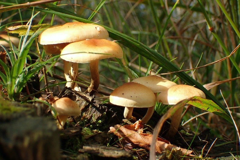 07-P9280013-170928 -- <i>Hypholoma fasciculare</i>
(Uwaga! Ten grzyb jest trujący)