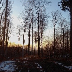Borowina