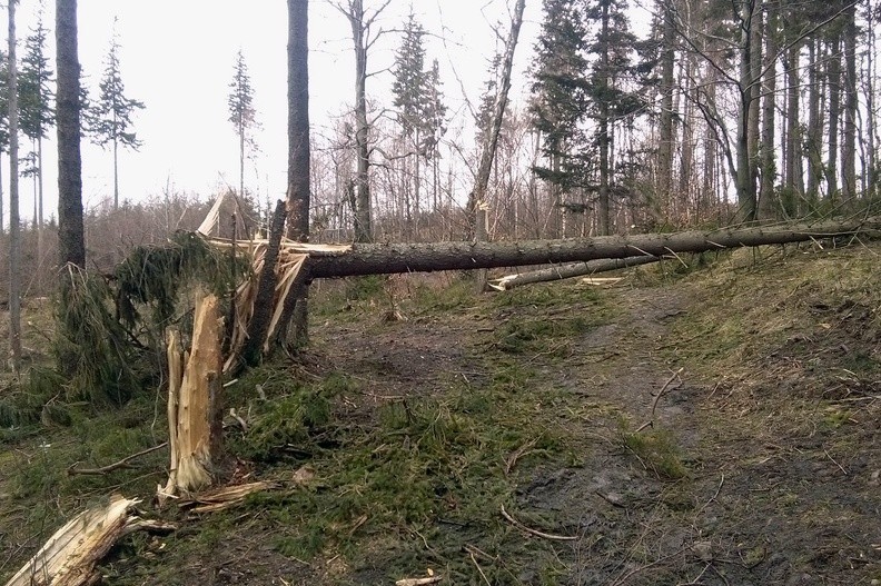 03-IMG 104652 -- Skutki noworocznej wichury tuż przed grzbietem Palenicy
[Fot. z telefonu]