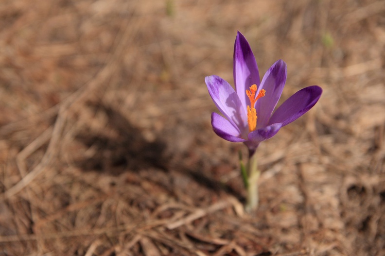 045-IMG 2347 -- <i>Crocus scepusiensis</i>