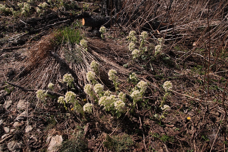 007-IMG 2550 -- <i>Petasites albus</i>