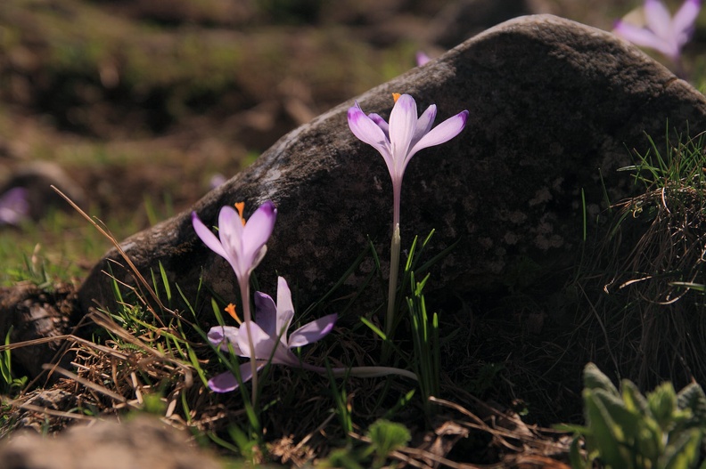 010-IMG 2553 -- <i>Crocus scepusiensis</i> / 2