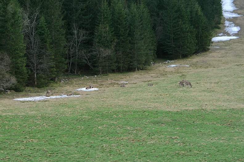 098-IMG 2771 -- Tymczasem obok wyciągu nad Hotelem Górskim kolację spożywają przedstawiciele parzystokopytnych