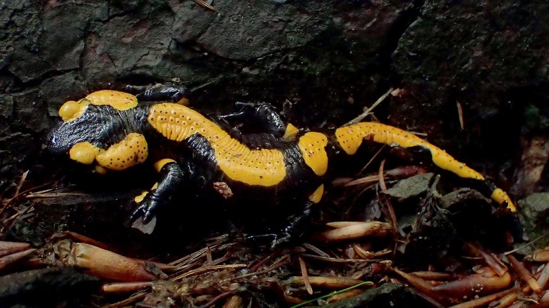 08-P6240216 -- Speszona <i>Salamandra salamandra</i>