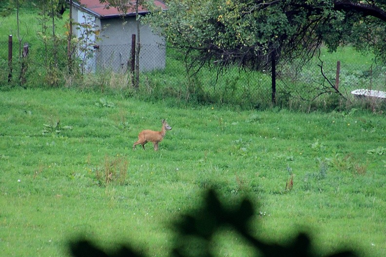 12-IMG 4805 -- Przez okienko między liśćmi obserwujemy zwierzynę płową. Łąka w dole to jej stołówka