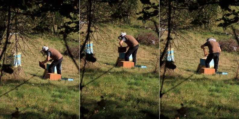 27-IMG 4951 4953 4954 -- Poniżej drogi krząta się pszczelarz