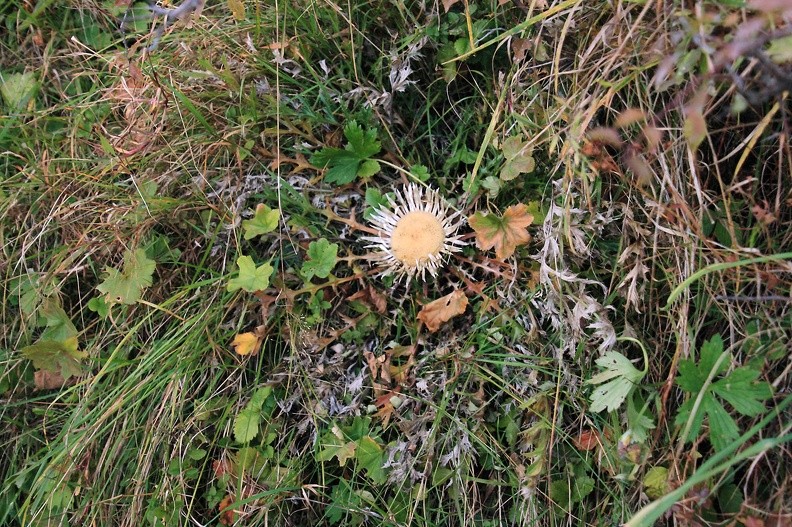 52-IMG 5015 -- <i>Carlina acaulis</i>
