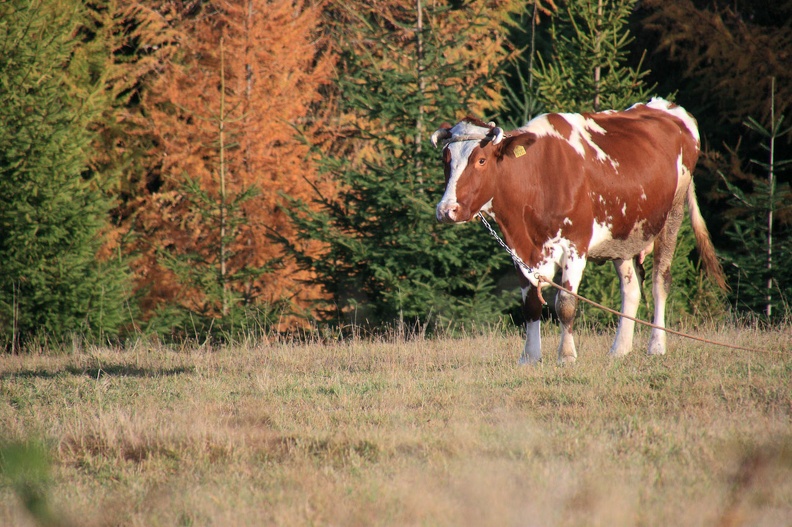 08-IMG 5315 -- <i>Bos taurus taurus</i>