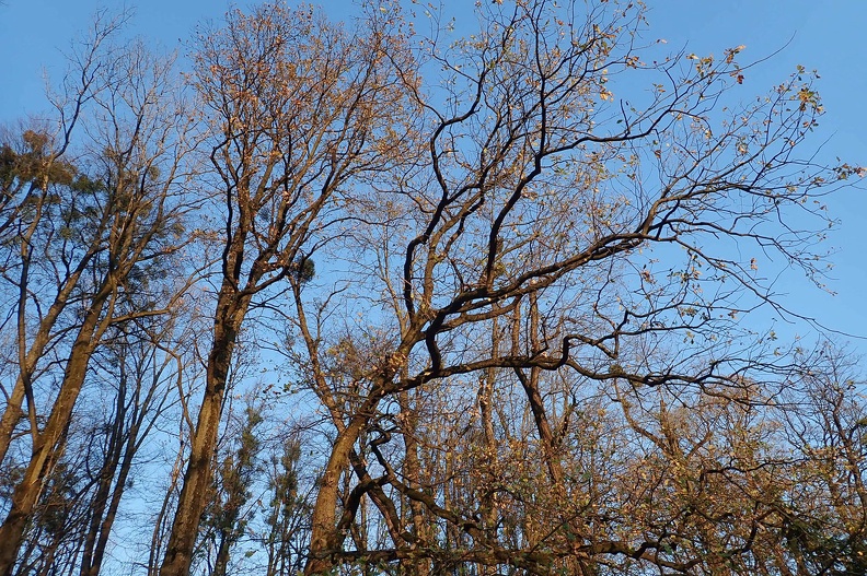 19-PB170086 -- Parkowy starodrzew