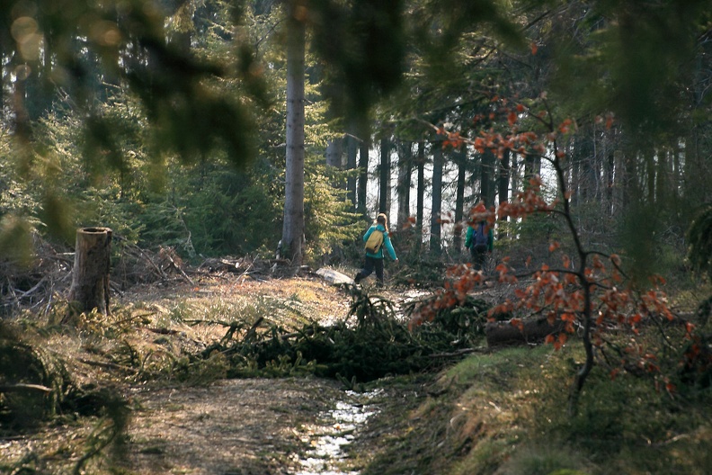 121-IMG 7103 -- Odrobinka starego śniegu i cetyna