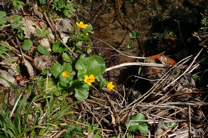 05-P4140609 -- <i>Caltha palustris</i>