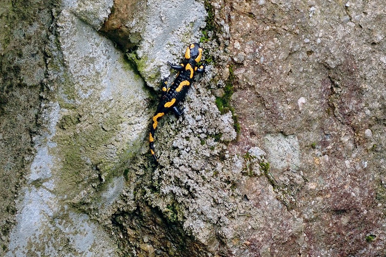29-P4140673 -- ...<i>Salamandra salamandra</i>