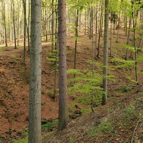 Błatnia