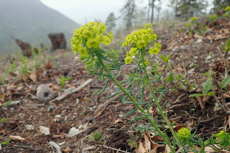 056-P4260474 -- <i>Euphorbia cyparissias</i>